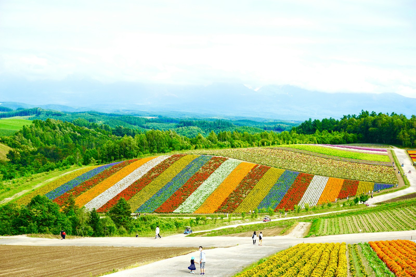 Gạo Hokkaido Nanatsuboshi và Yumepirika có chất lượng cao được ưa chuộng trên toàn Nhật Bản