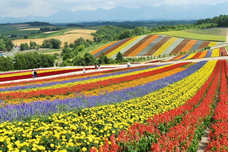Cánh đồng hoa đầy màu sắc ở Hokkaido Nhật Bản