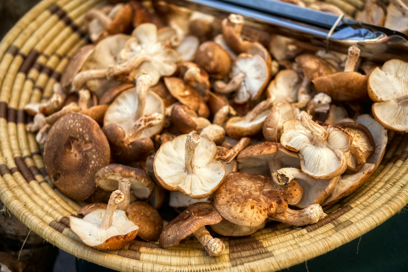 Các loại nấm Nhật Bản đa dạng bao gồm shiitake, enoki và maitake