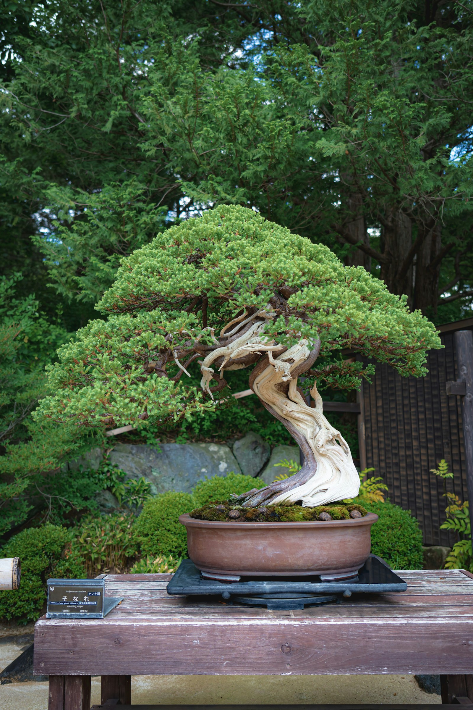 Cây bonsai Nhật Bản trong chậu gốm tinh tế