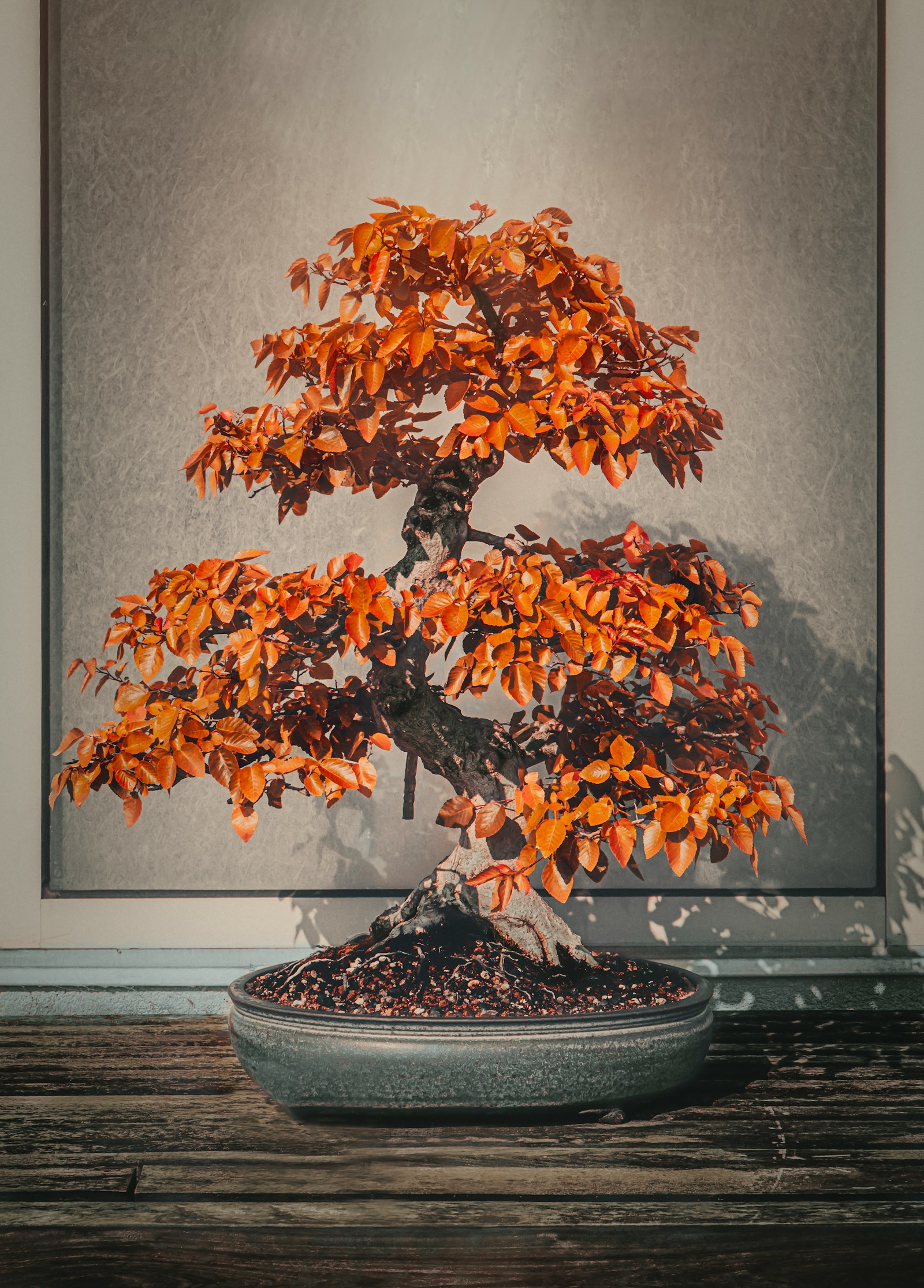 Cây bonsai mùa thu lá vàng cam tại Nhật Bản