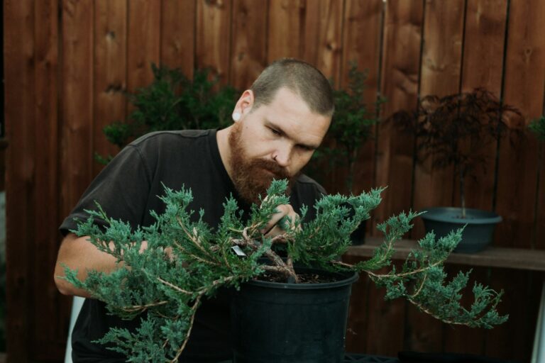 Nghệ nhân chăm sóc cây bonsai Nhật Bản truyền thống