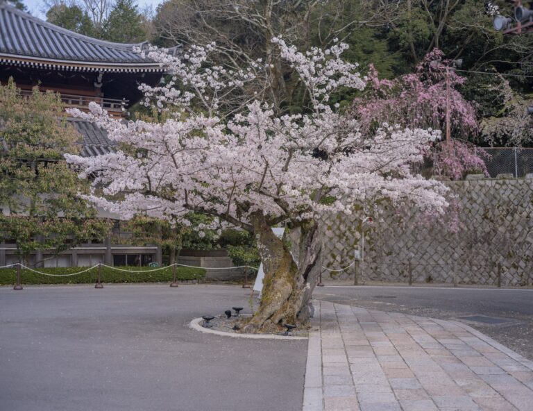 Hoa anh đào sakura nở rộ trước đền thờ Nhật Bản mùa xuân