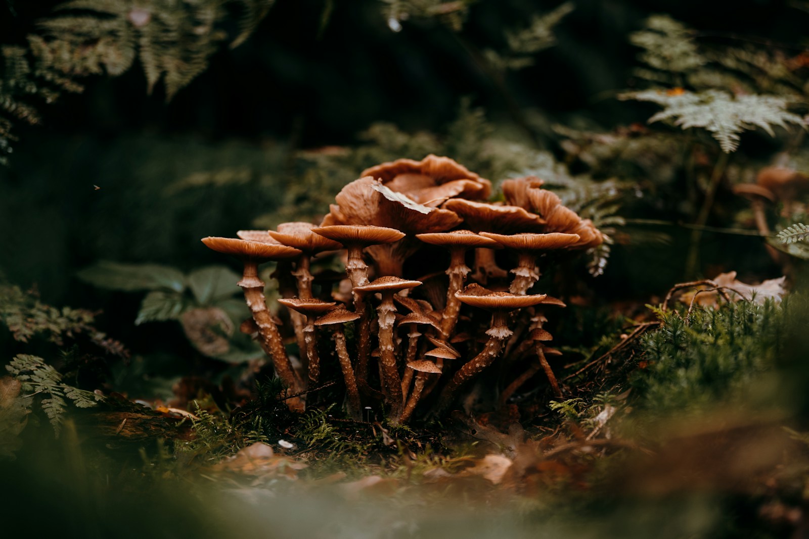 Nấm Nhật Bản mùa thu hái từ rừng thiên nhiên