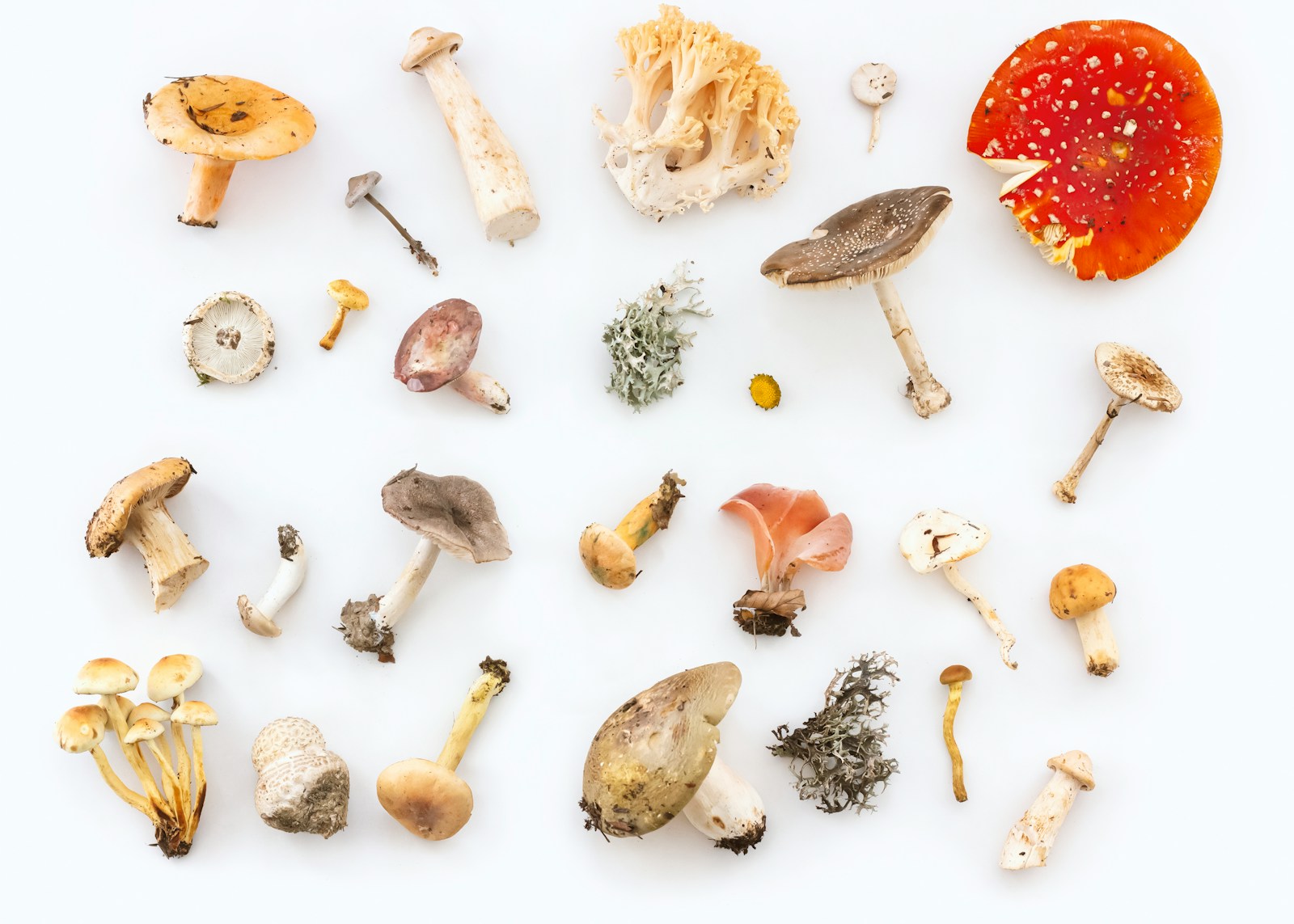 Nấm rừng Nhật Bản maitake eringi nhiều loại