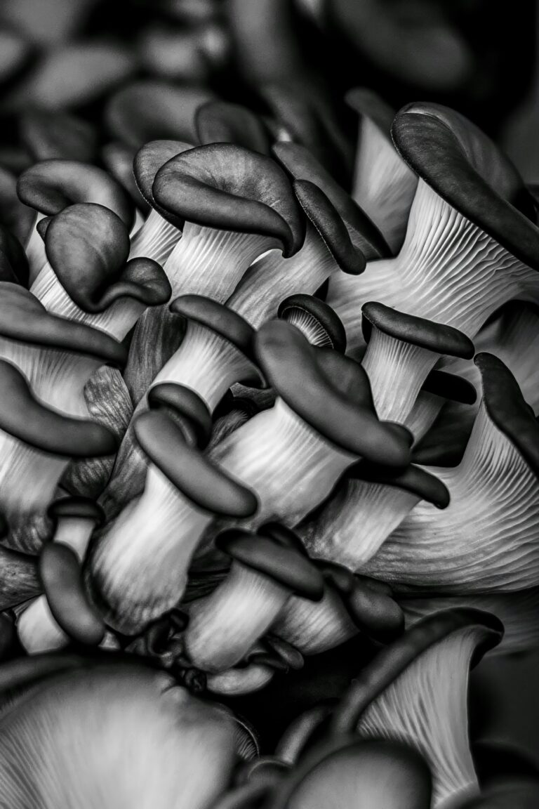Nấm hàu oyster mushroom tươi ngon Nhật Bản
