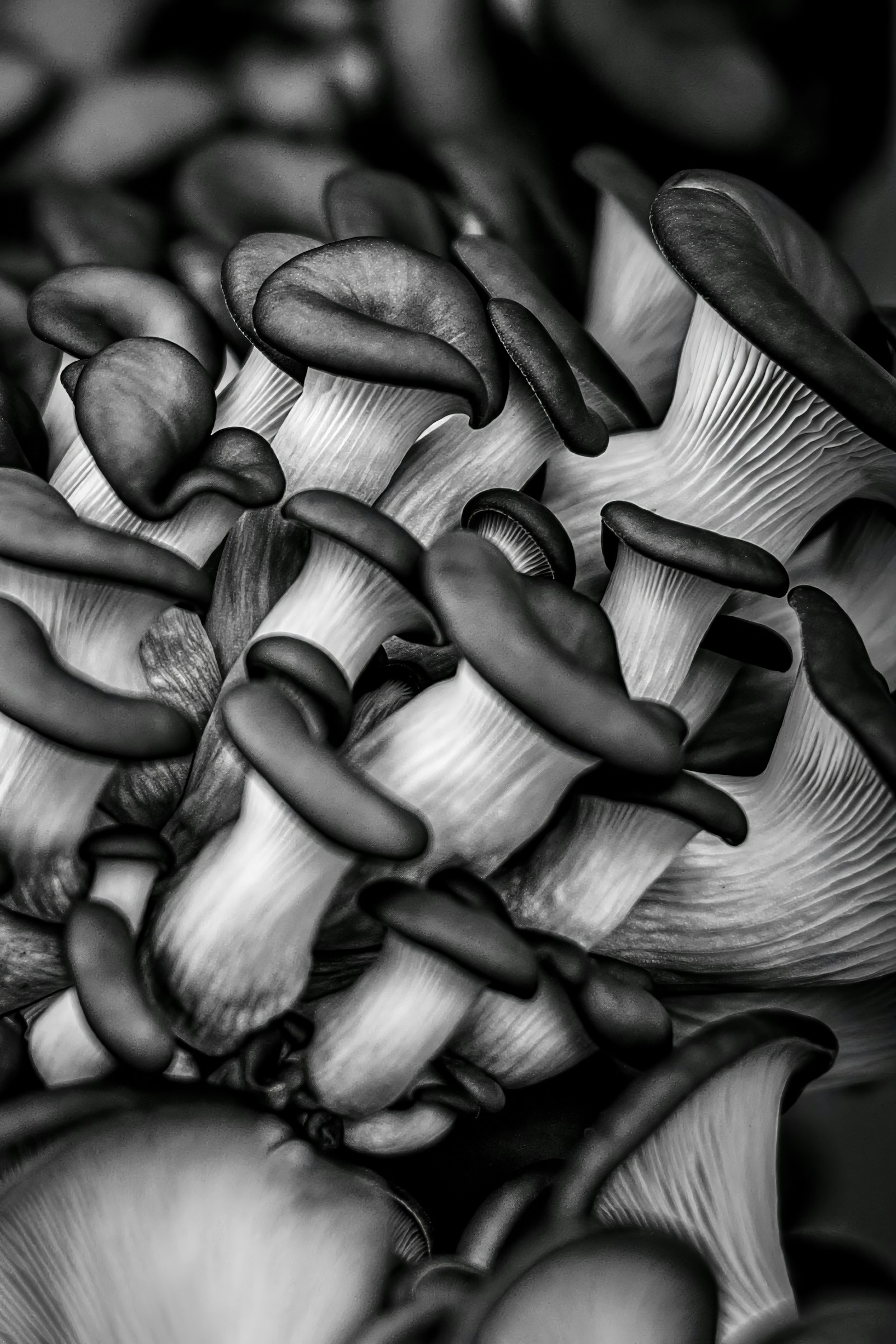 Nấm hào oyster mushroom Nhật Bản tươi chất lượng cao