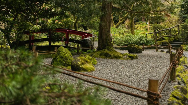 Vườn Nhật Bản đá rêu xanh trà đạo kyoto