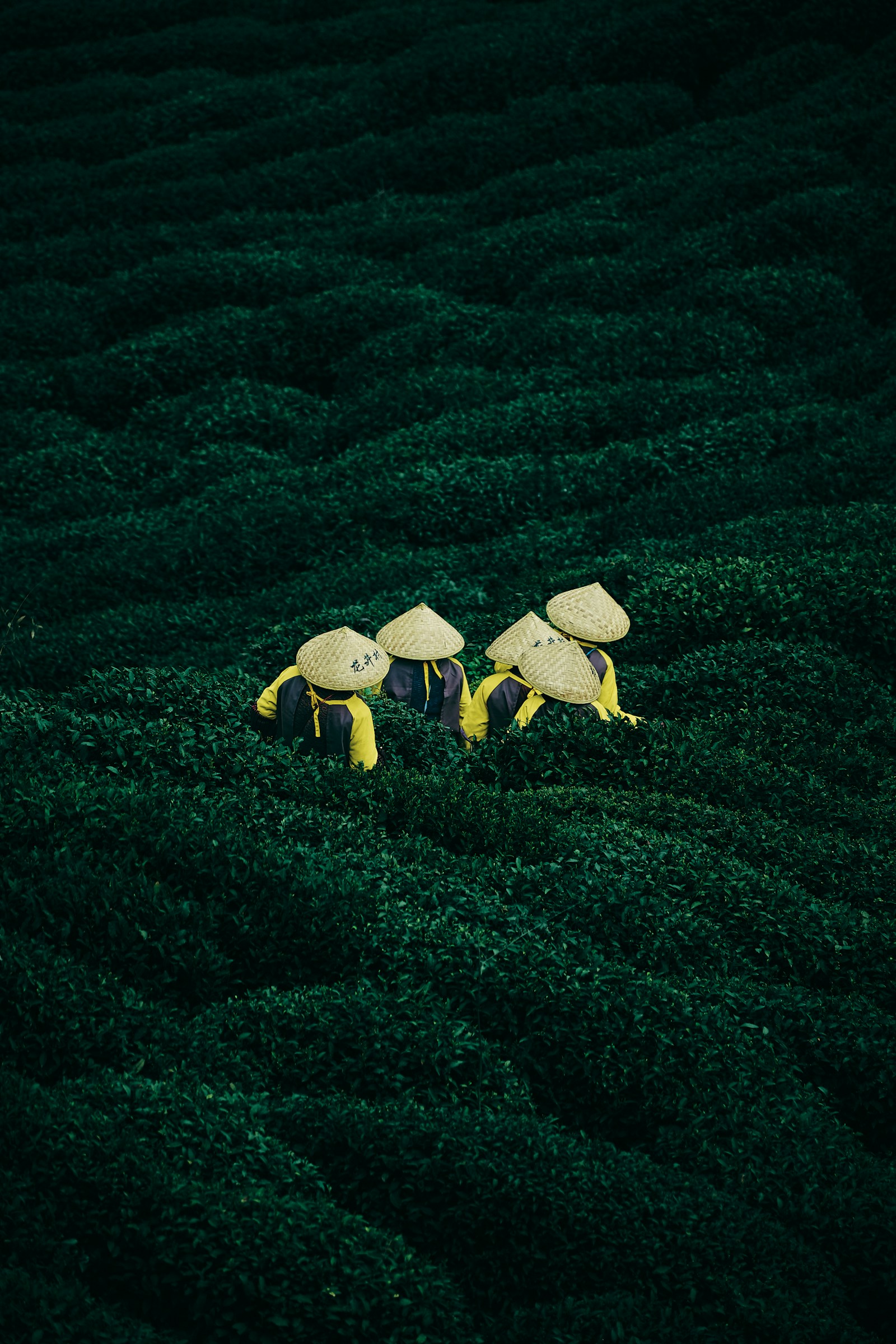 Nương viên hái lá chè xanh trên đồn điền trà Nhật Bản mùa xuân