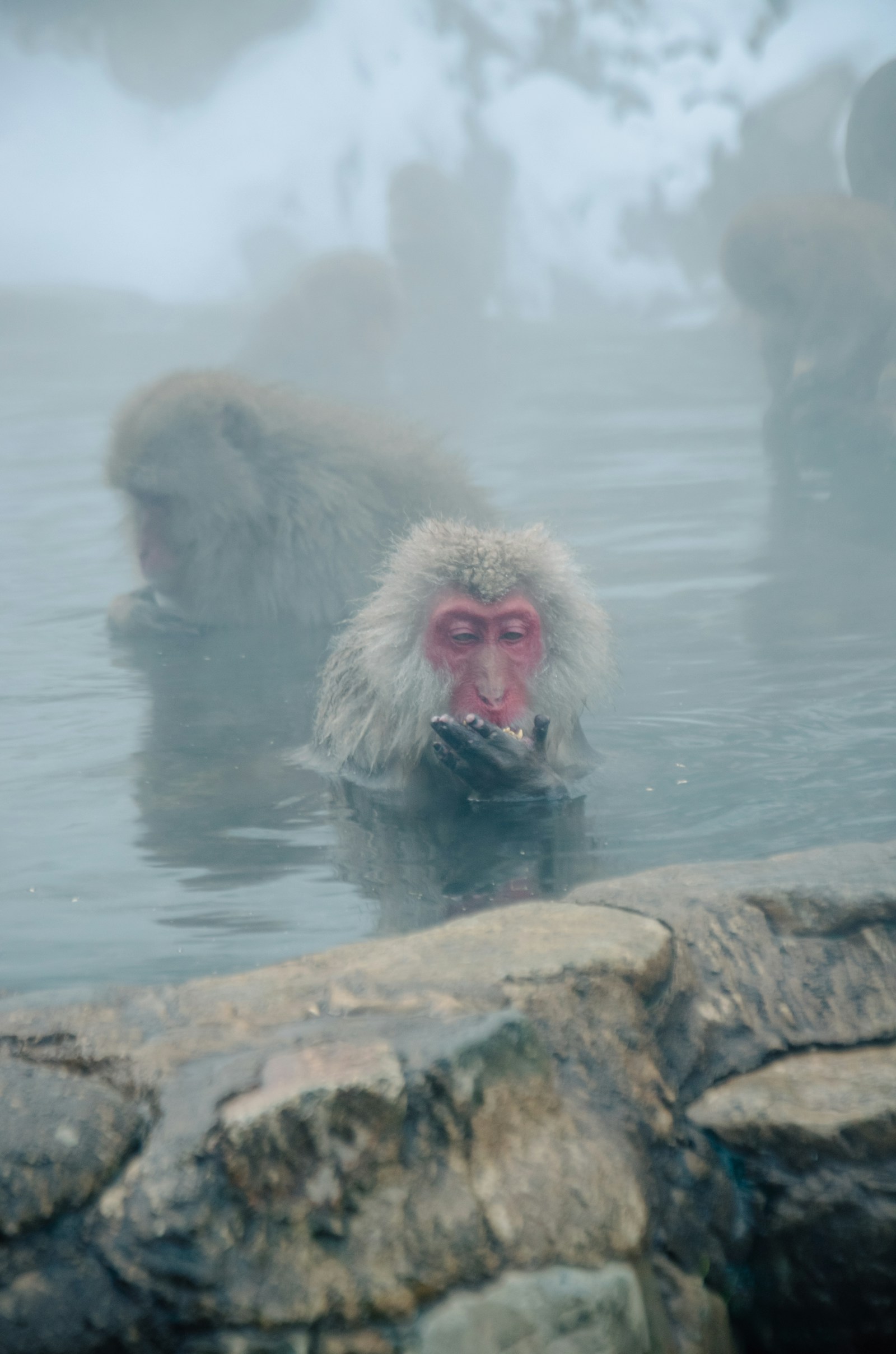 Khỉ snow monkey ngâm nước nguồn nhiệt Nhật Bản