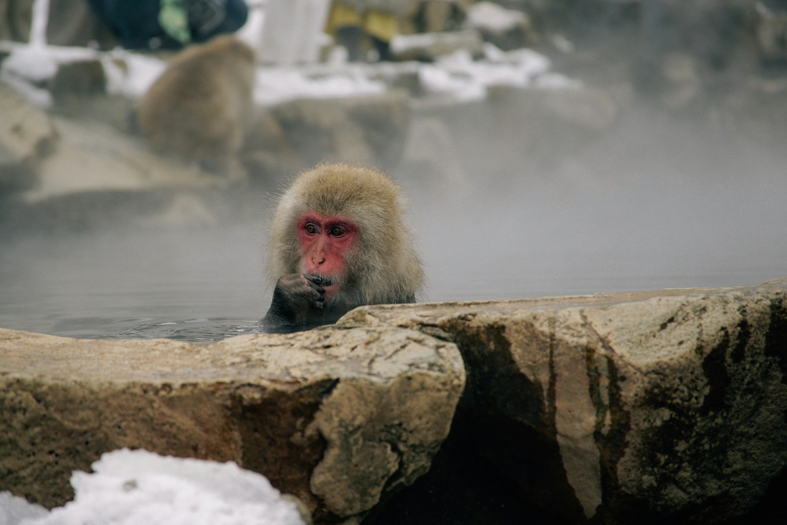 Khỉ tuyết ngâm mình trong onsen tại Nagano Nhật Bản mùa đông
