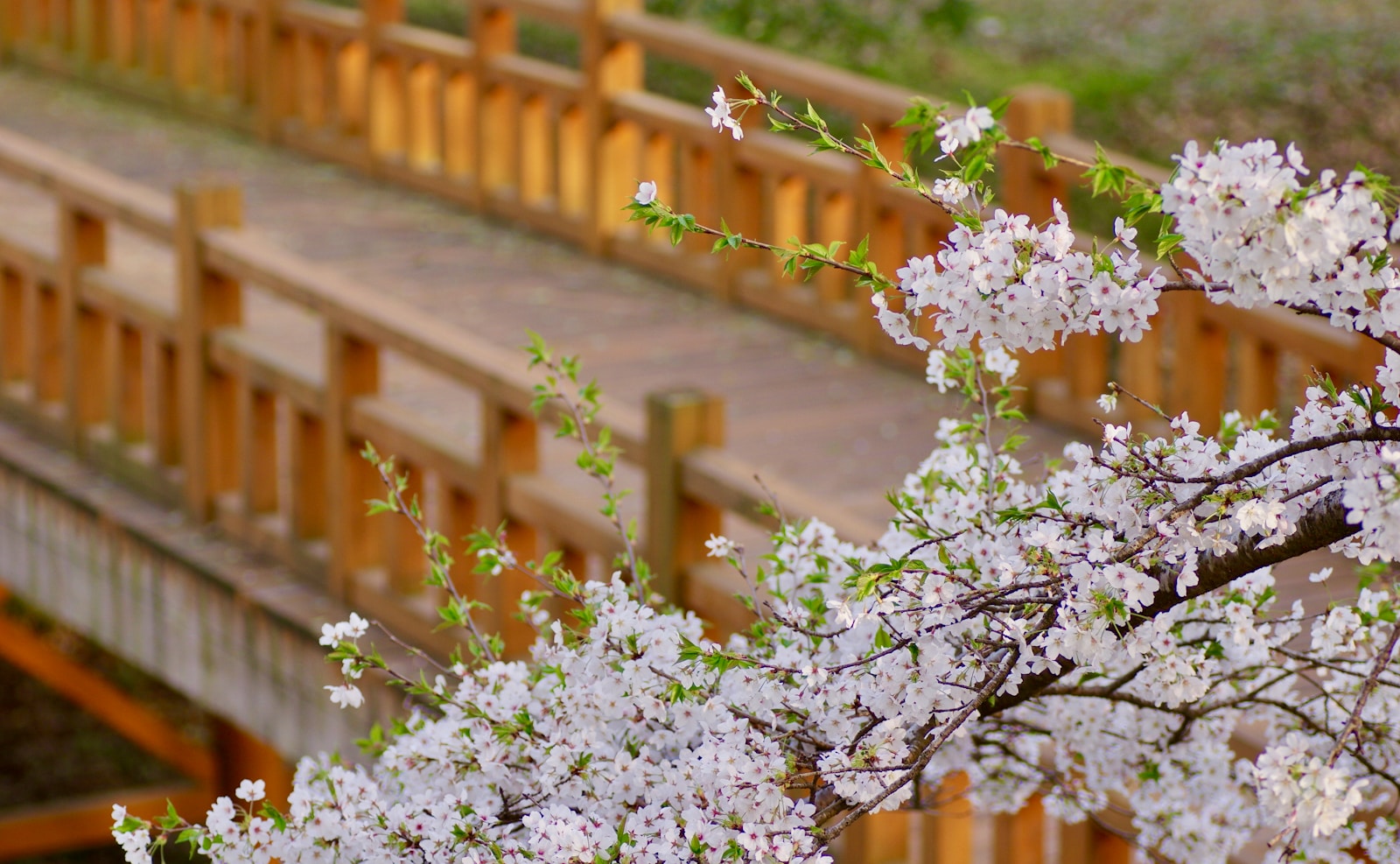 Hoa sakura anh đào Nhật Bản mùa hanami xuân